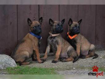 Ράτσα: Βελγικός Ποιμενικός Μαλινουά - Belgian Malinois | Ηλικία: 2,5 μηνών | Φύλο: Αρσενικό | Αρ. Microchip: 578823157323177 | Περιοχή: Ηράκλειο, Κρήτη